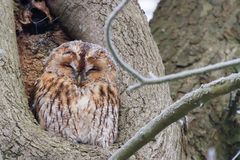 Frozen owl
