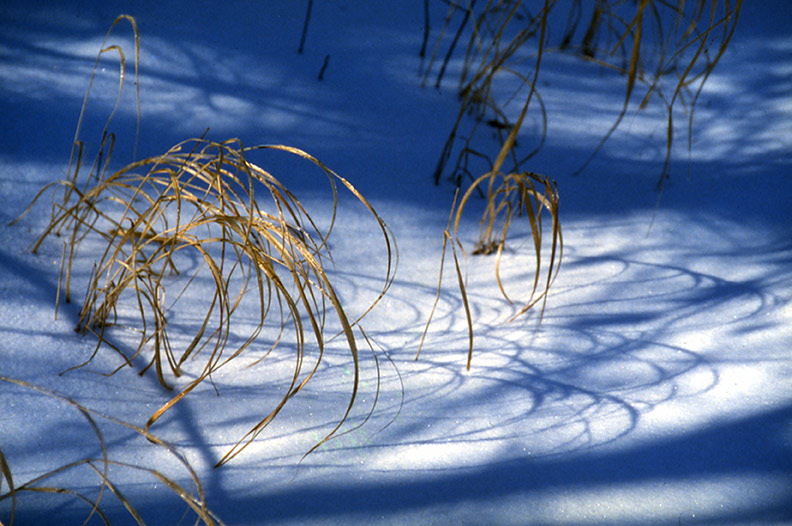 frozen paint brushes