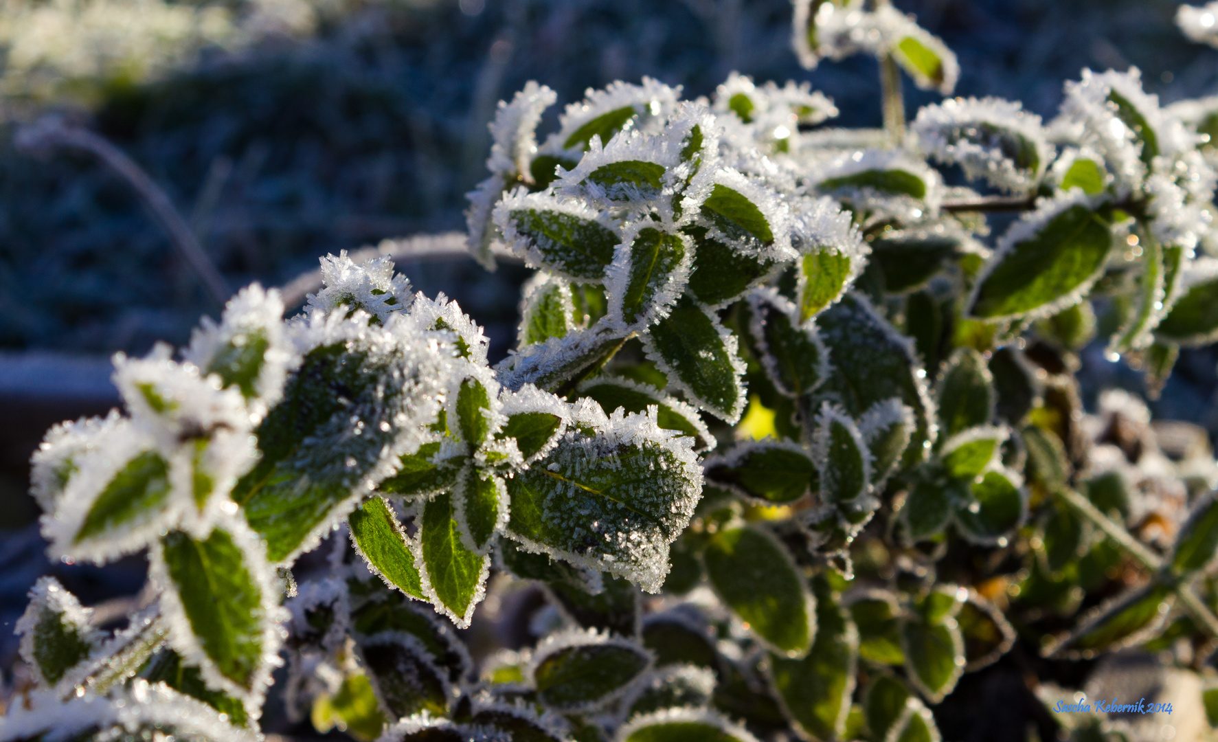 Frozen Peppermint