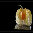 frozen physalis [making of]