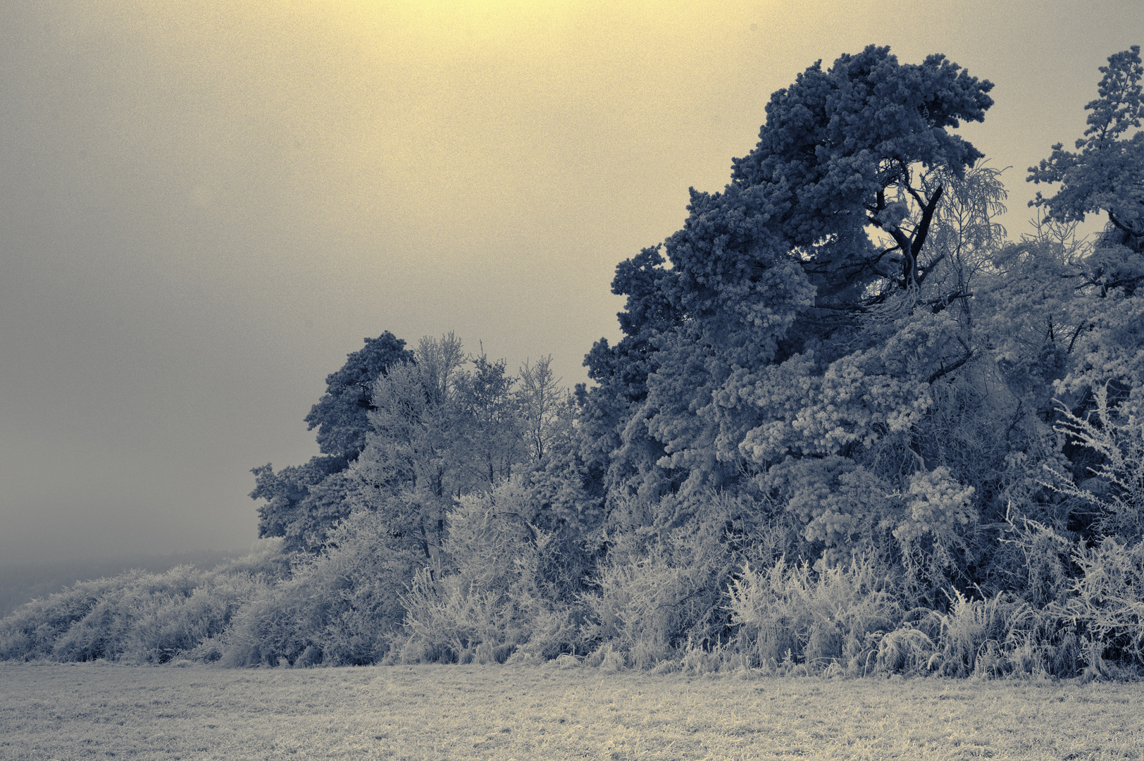 frozen pine trees - monochrom