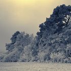 frozen pine trees - monochrom