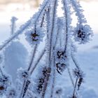 Frozen plant 2