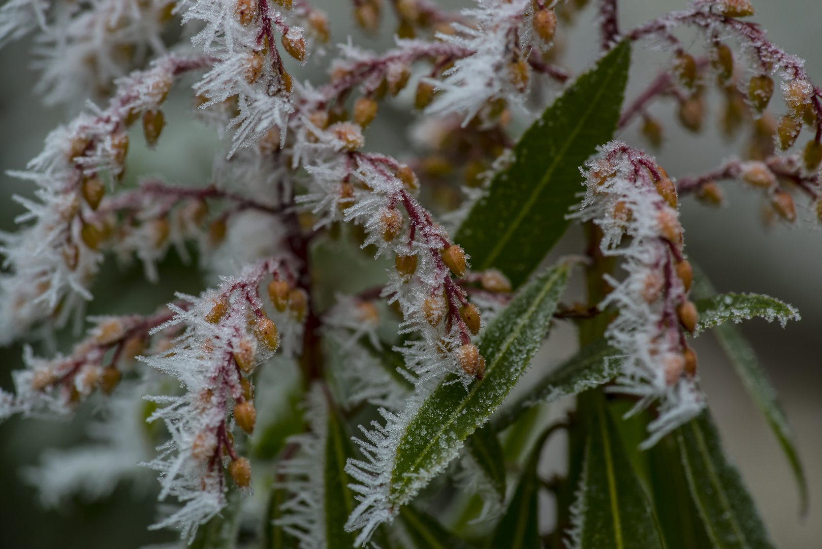 frozen plants