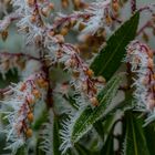 frozen plants