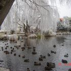 frozen pond