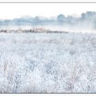 Frozen Prairie