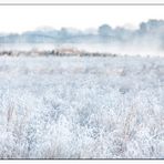 Frozen Prairie