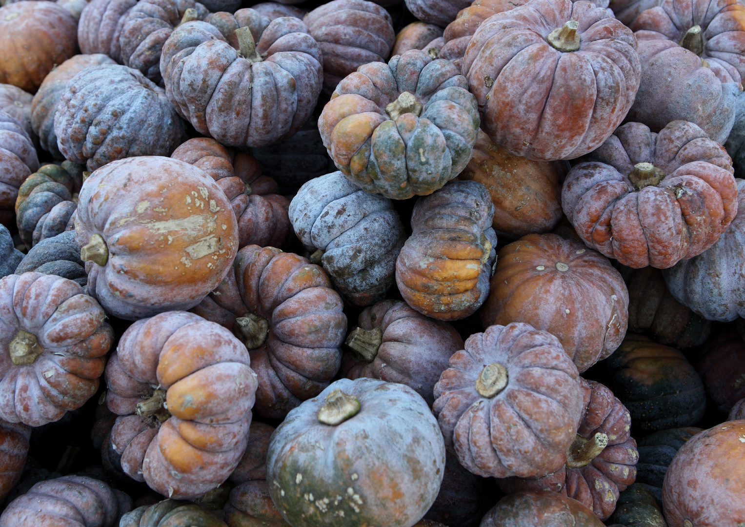 Frozen Pumpkins