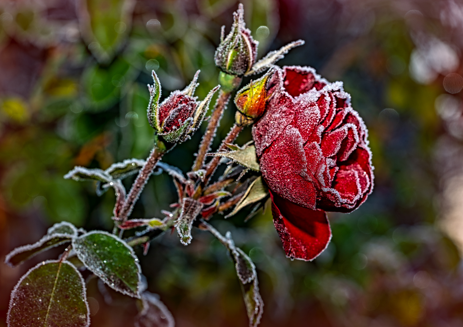 FROZEN RED ROSE 