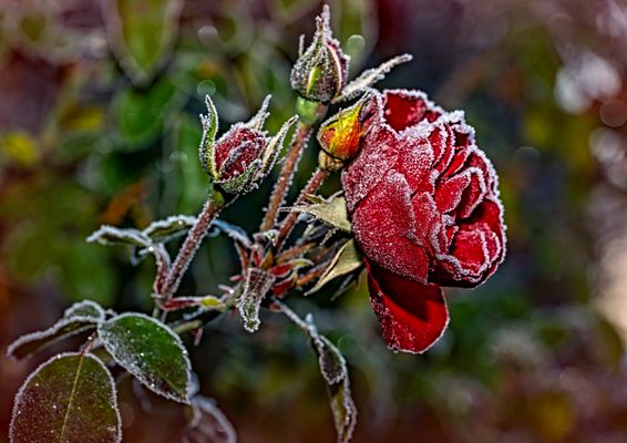 FROZEN RED ROSE 