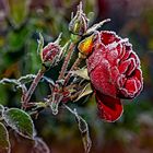 FROZEN RED ROSE 