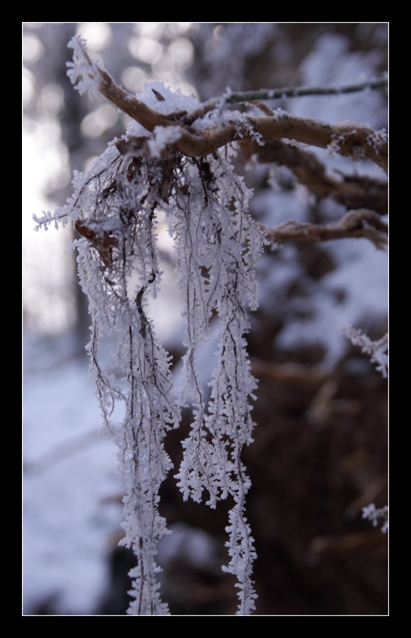 frozen root