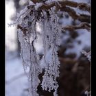 frozen root