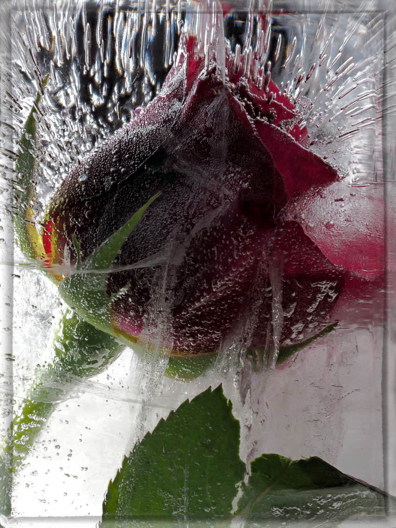 frozen rose