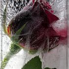 frozen rose