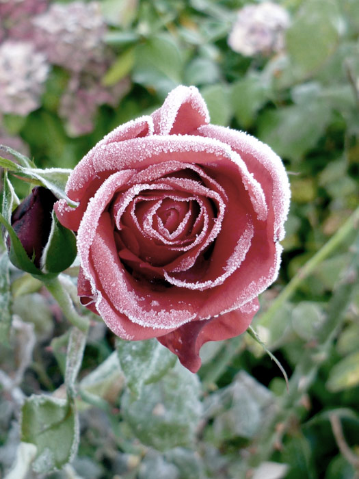 FROZEN ROSE