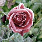 FROZEN ROSE