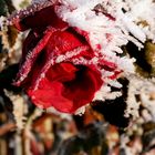 Frozen rose