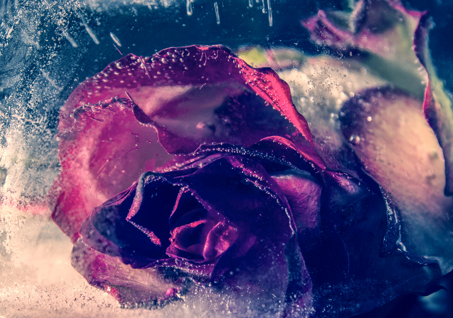 Frozen Rose