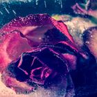 Frozen Rose