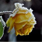 frozen rose