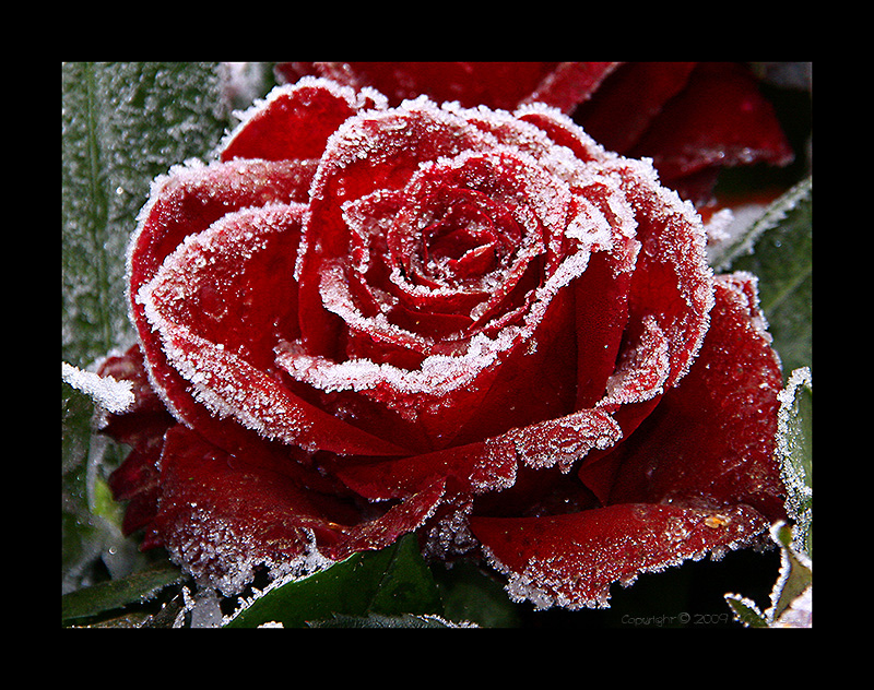 frozen rose (2)