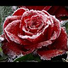 frozen rose (2)