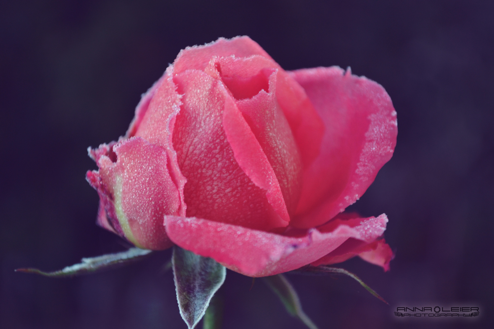 Frozen Rose