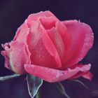 Frozen Rose