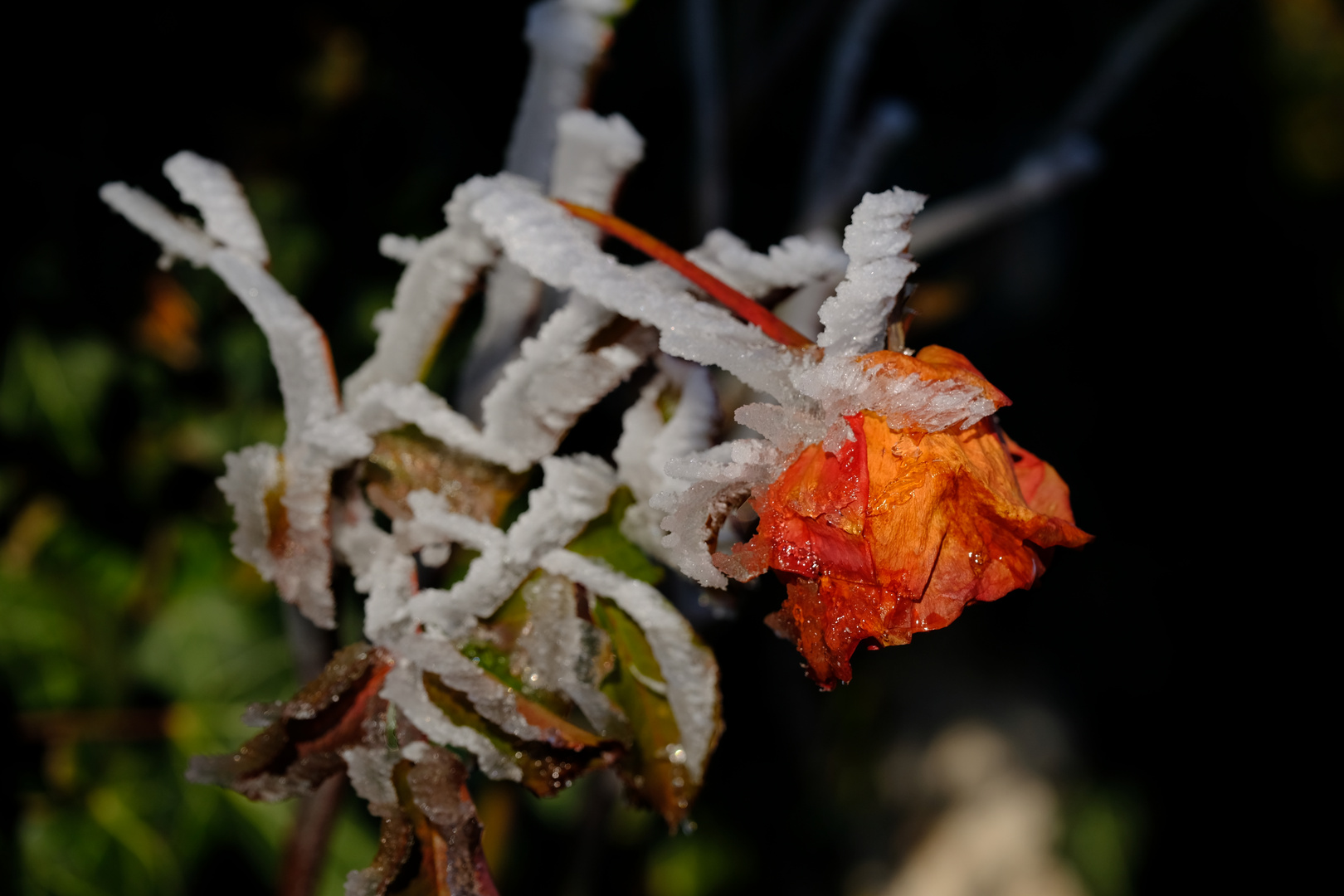 frozen rose