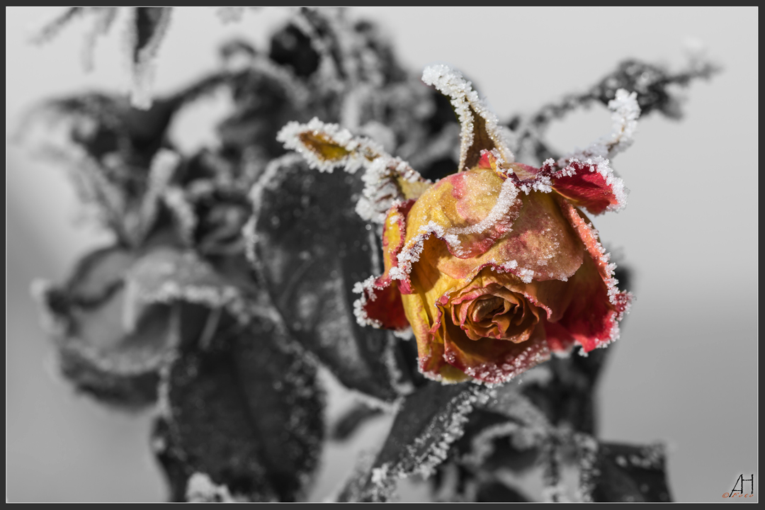 frozen-rose