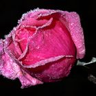 Frozen Rose