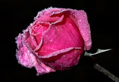 Frozen Rose