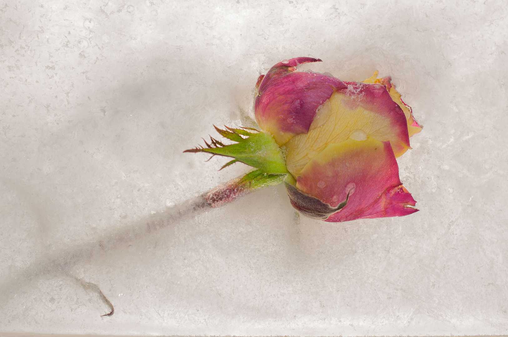 ...frozen rose...