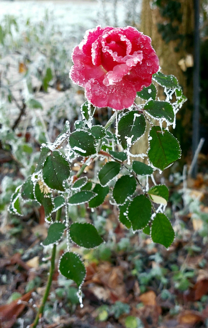 Frozen rose