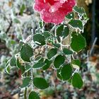 Frozen rose