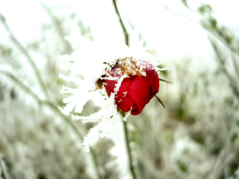 Frozen Rose