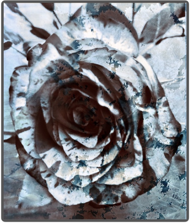 Frozen rose