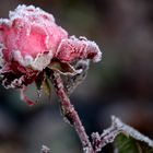 Frozen rose