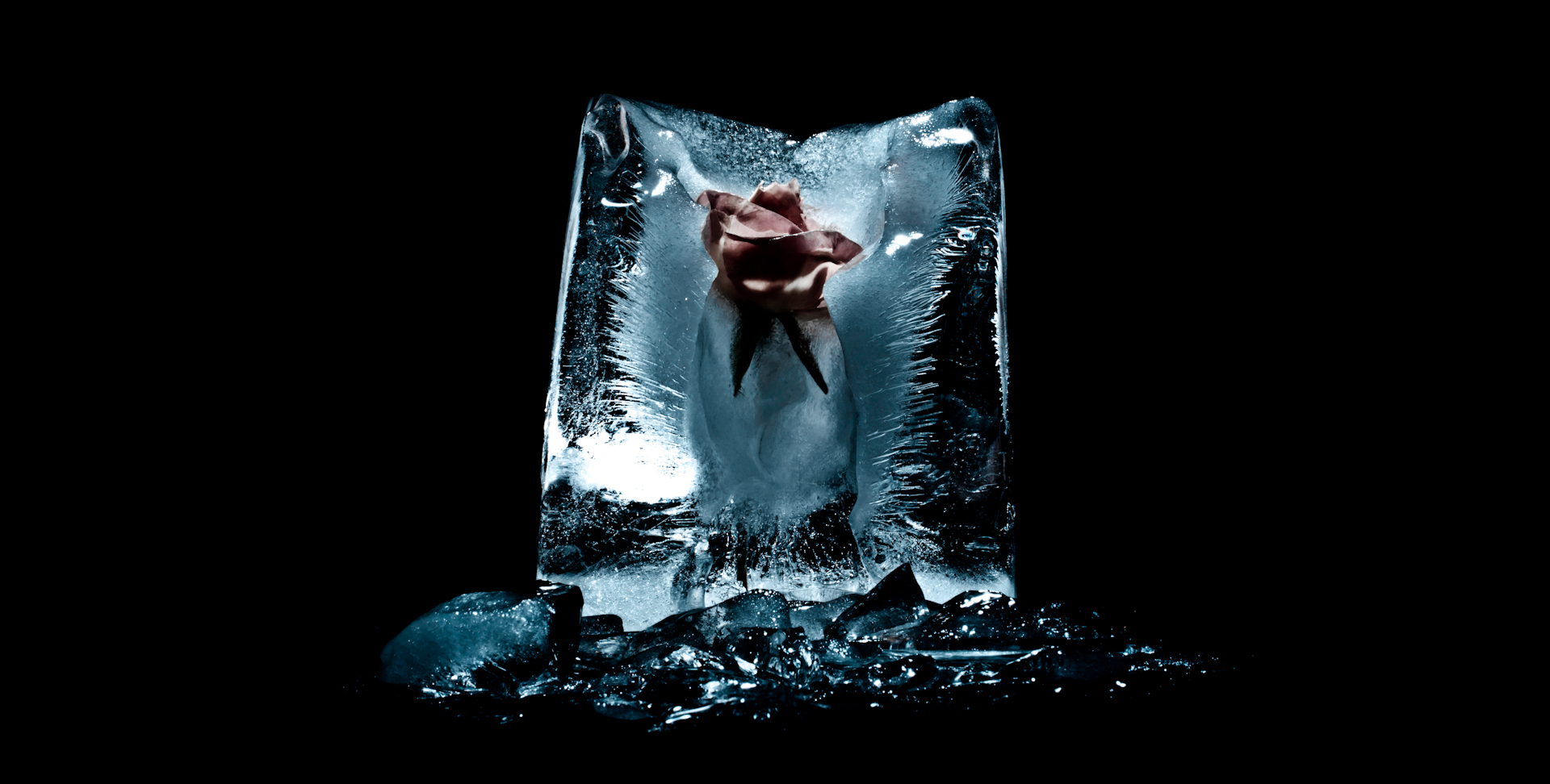 frozen rose