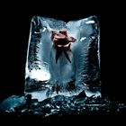 frozen rose