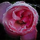 Frozen Rose