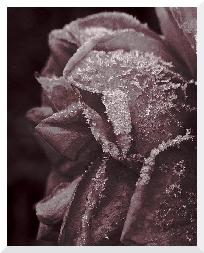 Frozen Rose