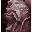 Frozen Rose