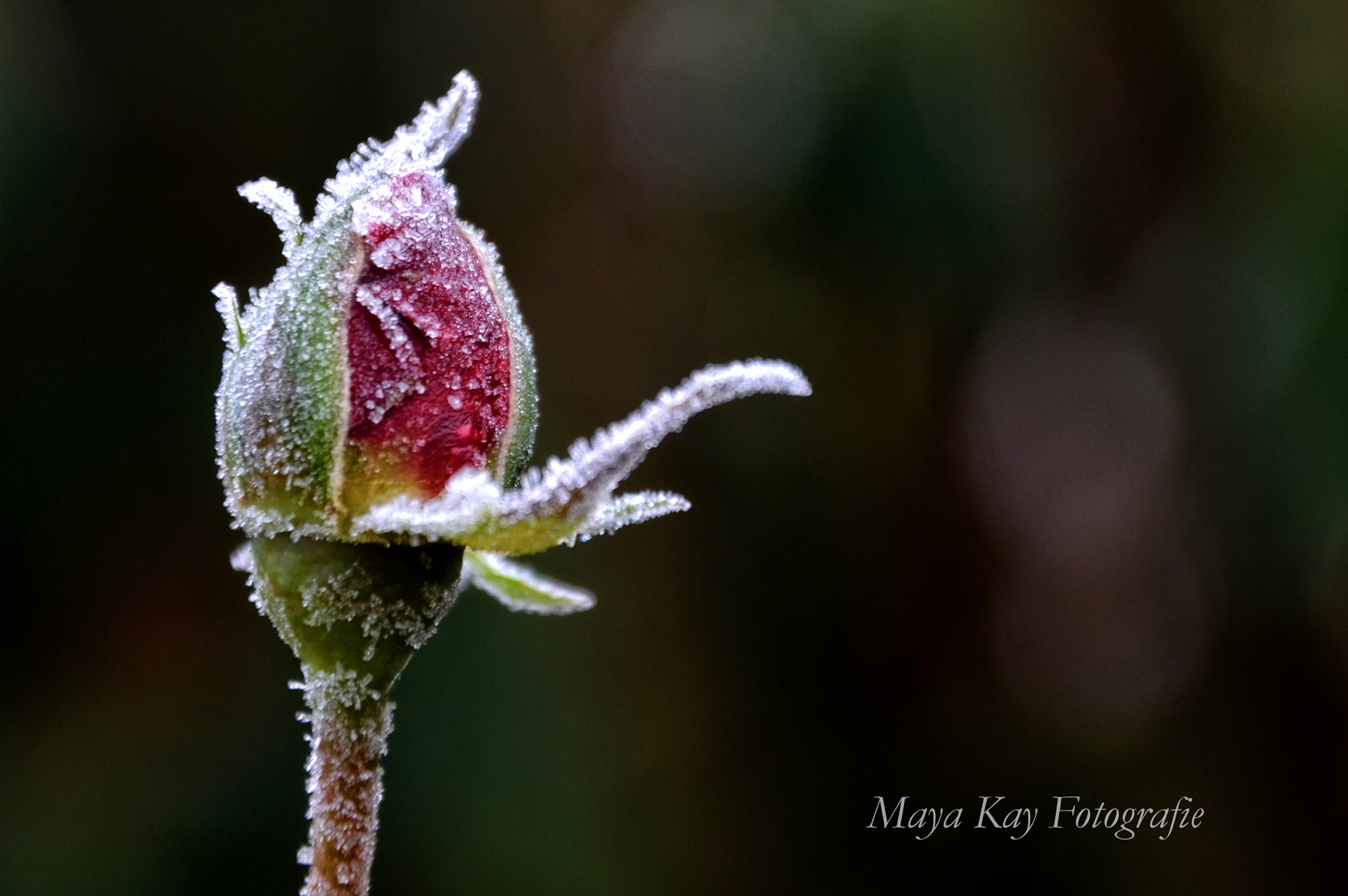 Frozen Rose