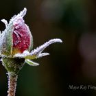 Frozen Rose