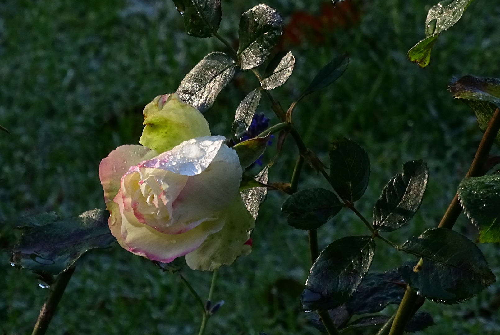 Frozen rose...