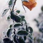 Frozen rose after an ice storm