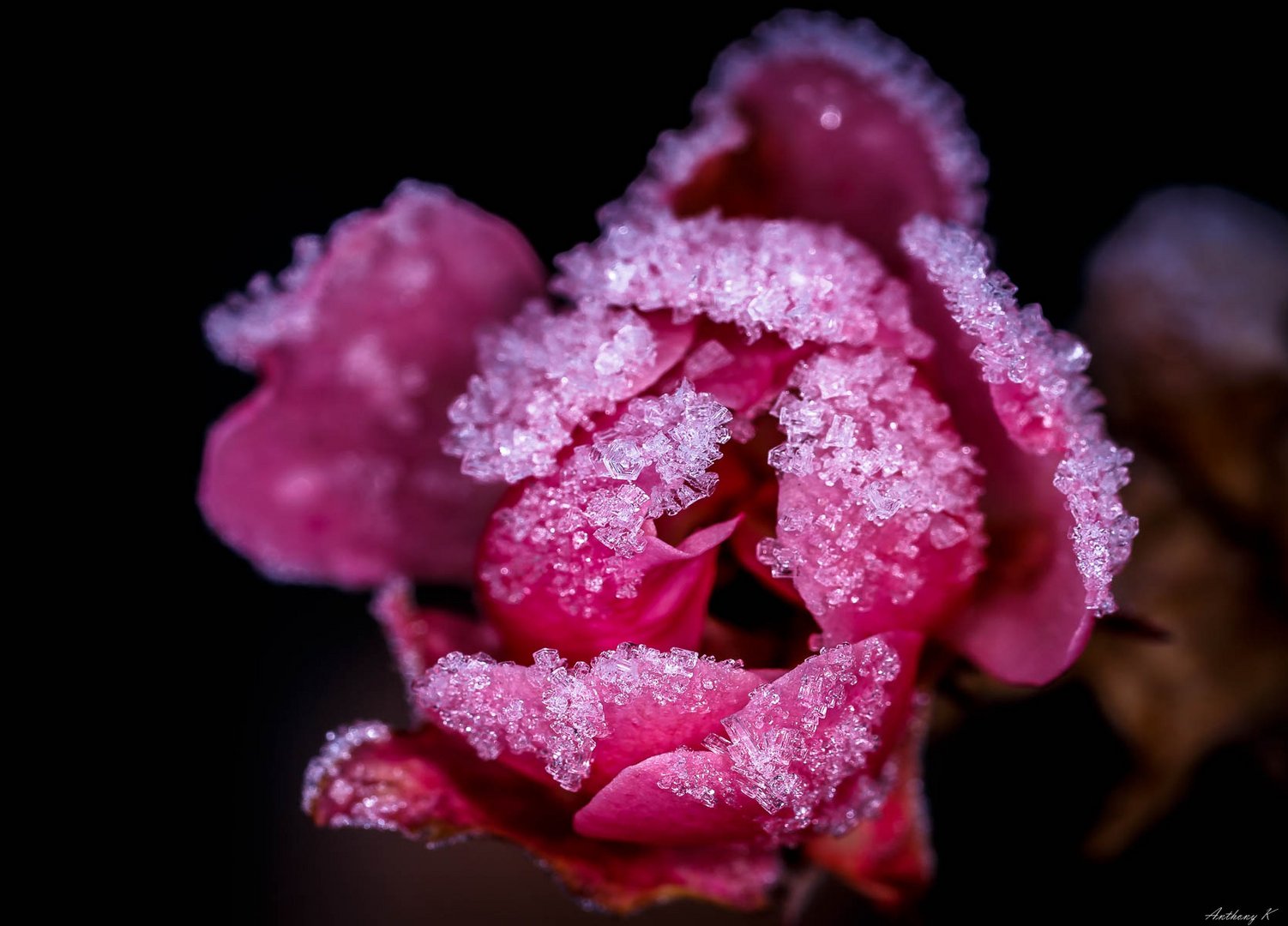 Frozen Rose Bud